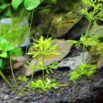 植栽から1日目　ドワーフアンブリア